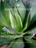 Agave Wednesday
